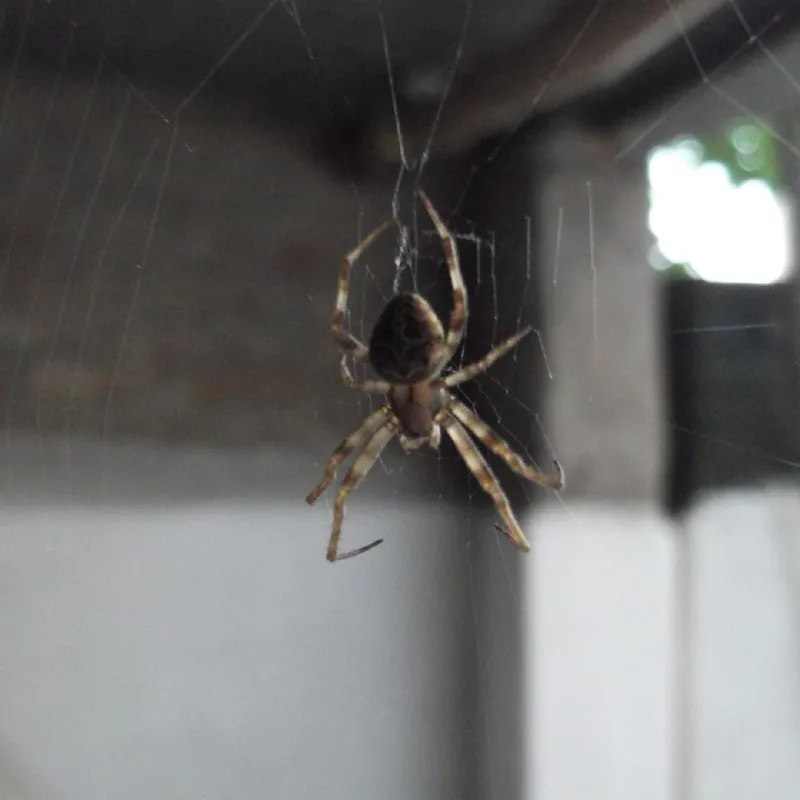 Dedetizadora de Aranha - Rio de Janeiro // Dedetizadora RJ